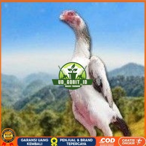 

telur tetas ayam shamo aduan vertil super garansi UD_GOBIT_ID