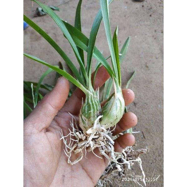 BIBIT ANGGREK HUTAN / ANGGREK BULBLO MINI / TANAMAN HIAS