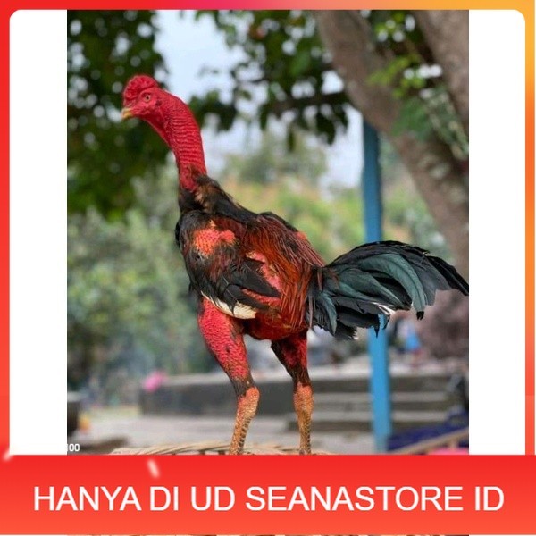 

telur Ayam Ganoi Telur fertil (terlaris) original berkualitas UD SEANASTORE ID