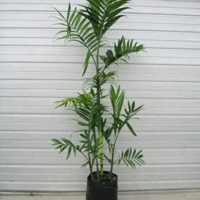 

Tanaman Palem Komodoria / Palem Bambu (chamaedorea seifrizii)