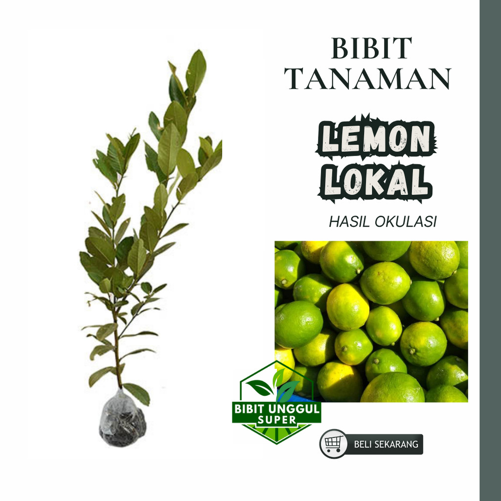 Bibit Jeruk Lemon Lokal Lemon Super