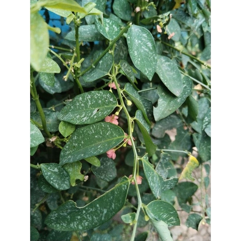 

daun katuk fresh 250gram