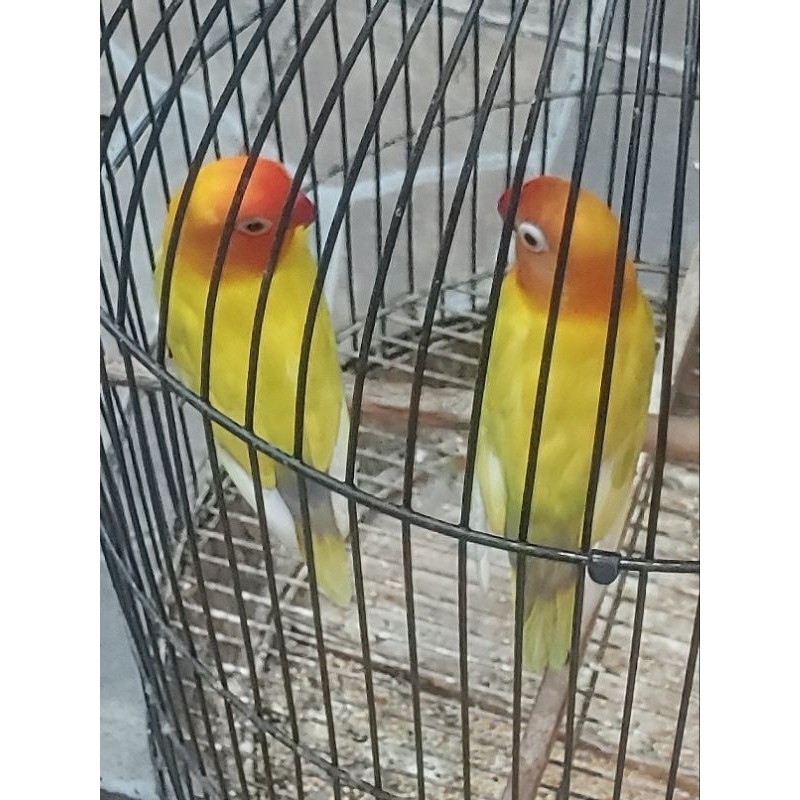burung lovebird paskun sepasang