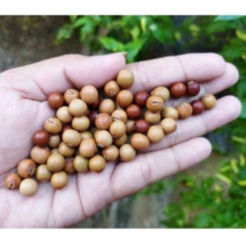 COD  100 biji benih kecipir f1 super unggul