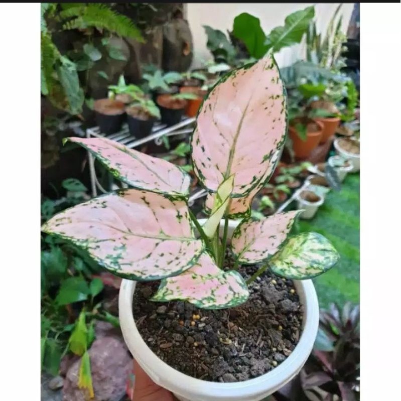 aglonema pink yulia/aglonema pink yulia remaja murah