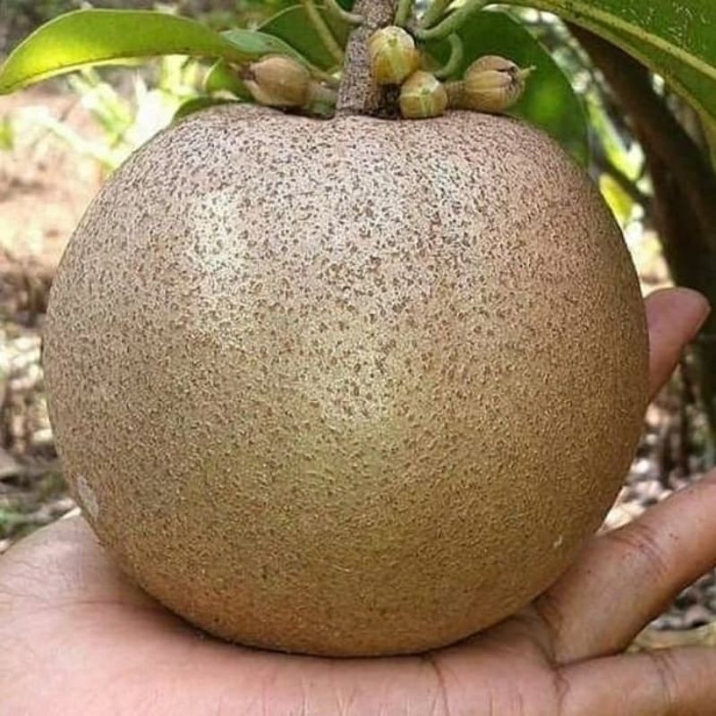 Bibit sawo jumbo vietnam berbuah dan berbunga