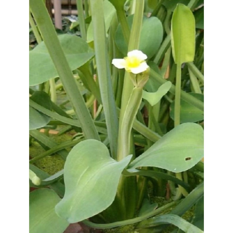 

termurah bibit genjer segar per 10pc