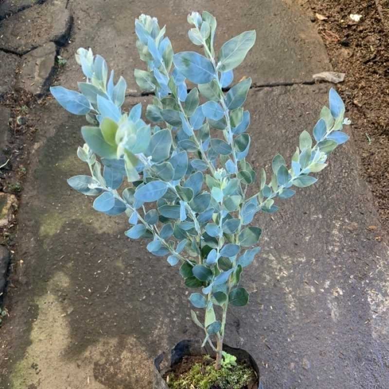 Tanaman Bunga Silver Dollar - Bibit Tanaman Daun Memusa - Tanaman Eucalyptus Cinerea Silver Dekorasi