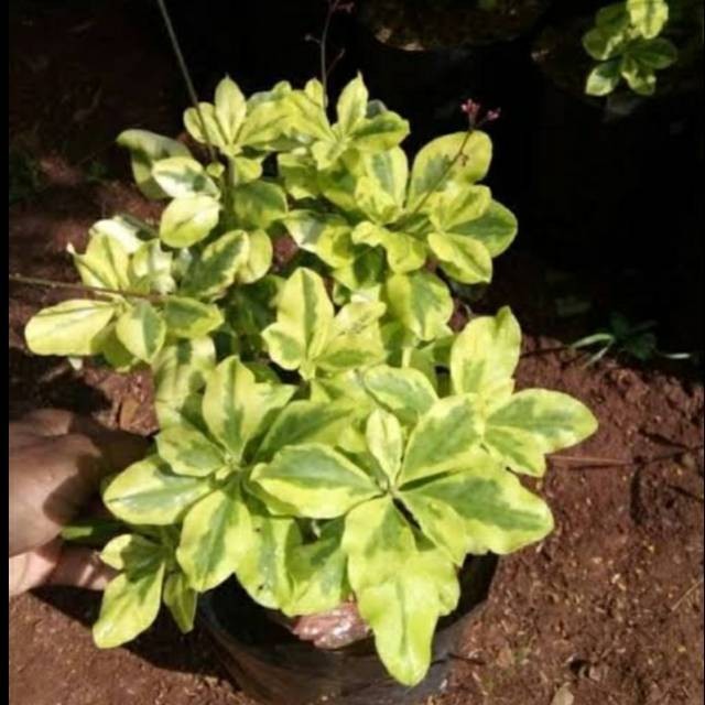 Tanaman hias ginseng golden / pohon ginseng