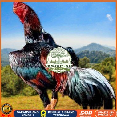 

telur ayam shamo fertil super garansi UD NAFII FARM ID