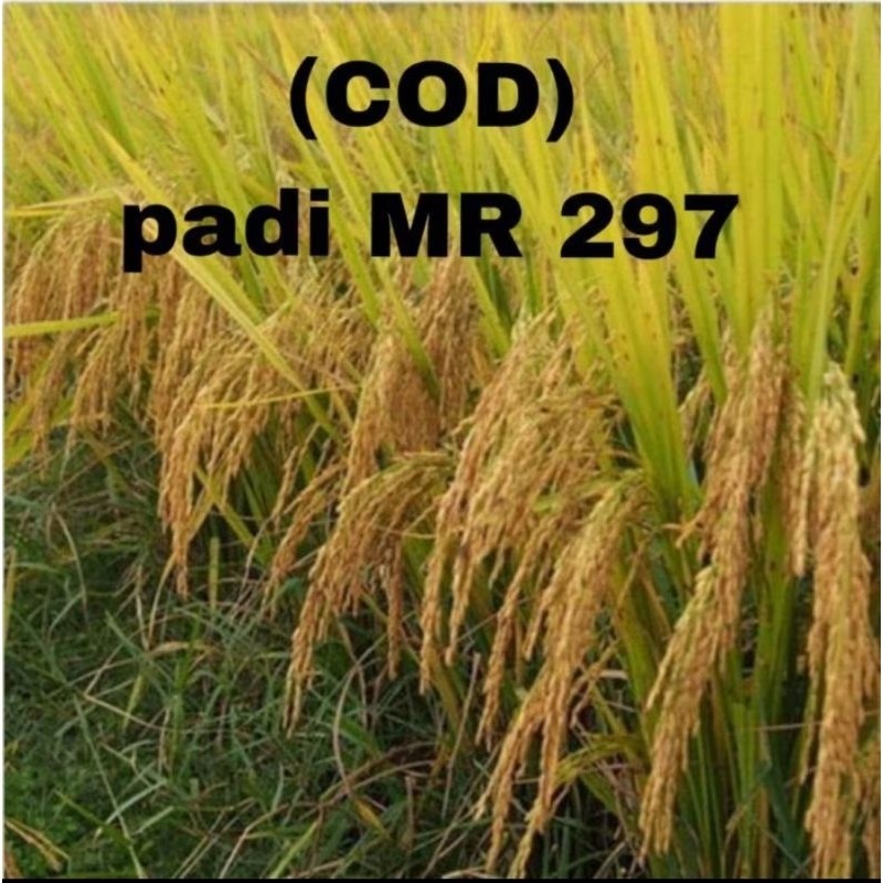BENIH BIBIT PADI 5 KG MR 297 GABAH BERKUALITAS SUPER