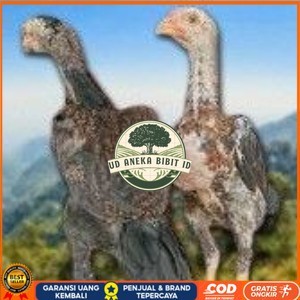 

telur tetas ayam shamo siap di tetaskan super garansi UD ANEKA BIBIT ID