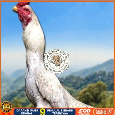 

telur ayam shamo berkualitas unggul UD GHANIYY BIBIT ID