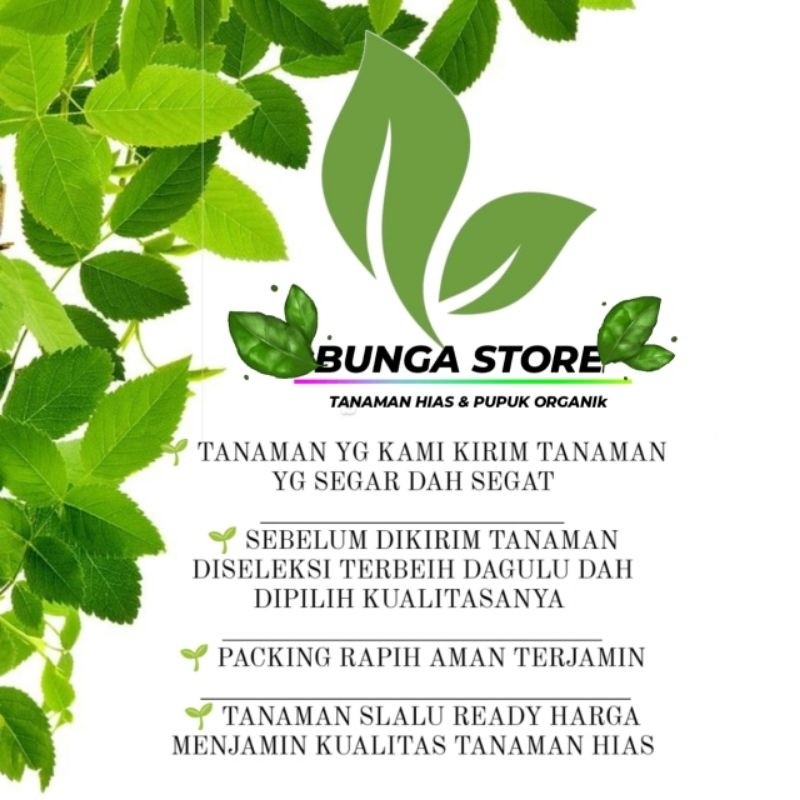 Liceriashop17 ( ) ( Bisa ) Bunga Adenium Kamboja Jepang Tumpuk 3 Warna / Tanaman Adenium Bunga