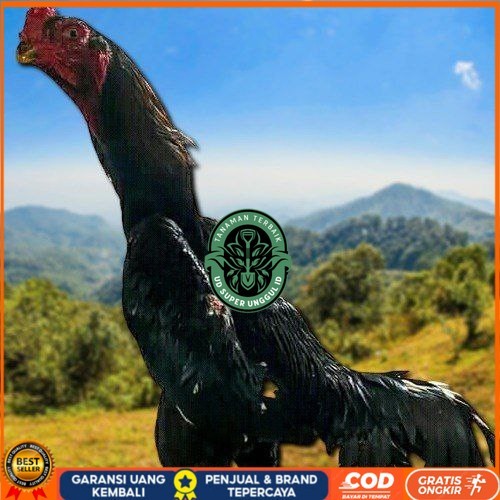 

telur tetas ayam shamo super valid UD_SUPER_UNGGUL_ID