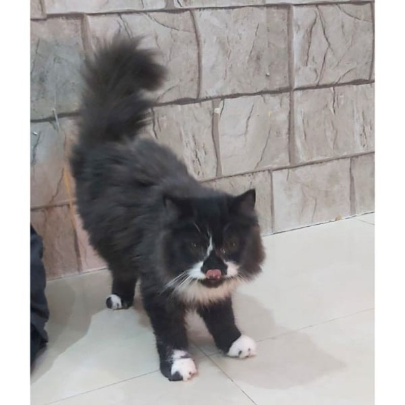 Kucing Persia Mix, Remaja  Jantan (pengiriman hanya Bandung saja)