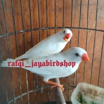 BURUNG ZEBRA PUTIH POLOS AUSSY FINCH SEPASANG