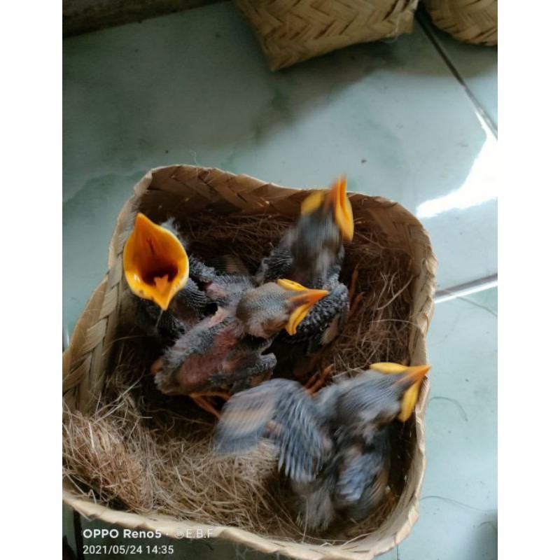jalak kebo anakan lolohan ( satuan )