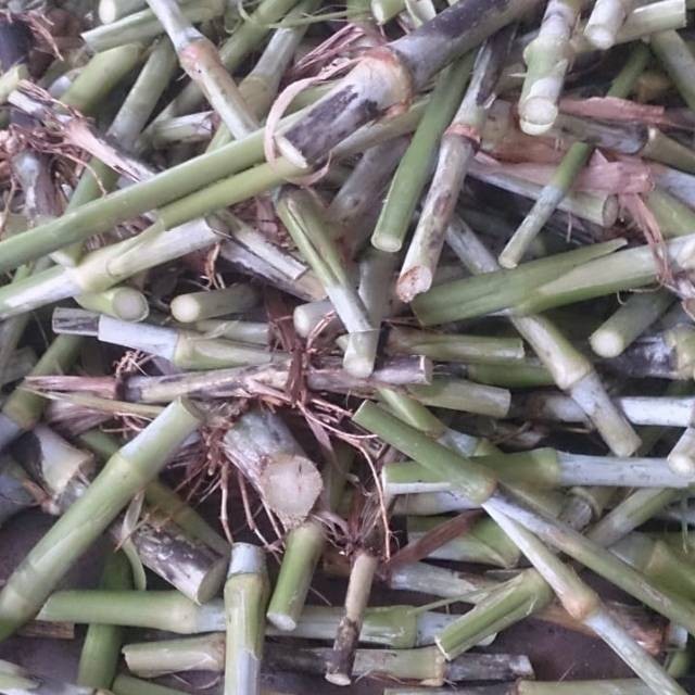 bibit rumput pakchong