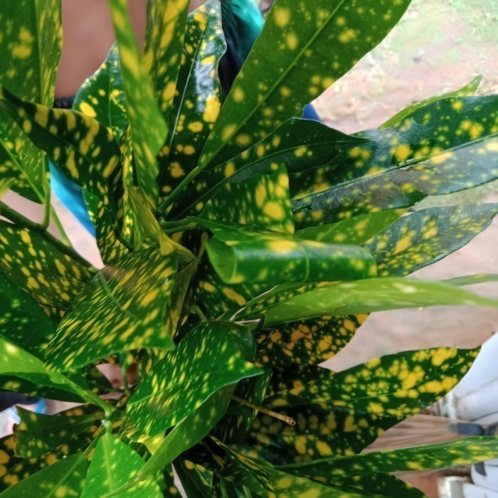 

Ready stok New tanaman hutan hias unik