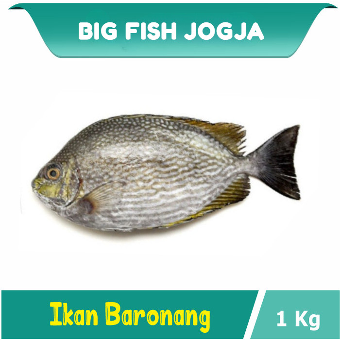 

Ikan Baronang 1Kg Ikan Laut Segar Beku - Kualitas Super Premium