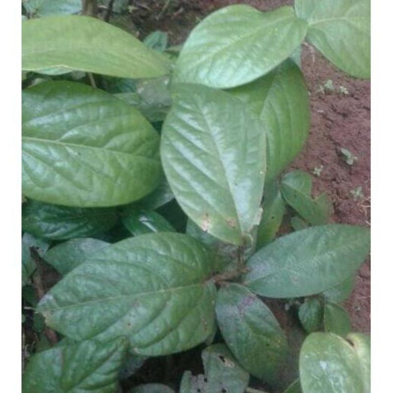 

Promo HERBAL / OBAT HERBAL // HERBAL DAUN SINGA DEPA ASLI PERLEMBAR LIMITED EDITION A.R