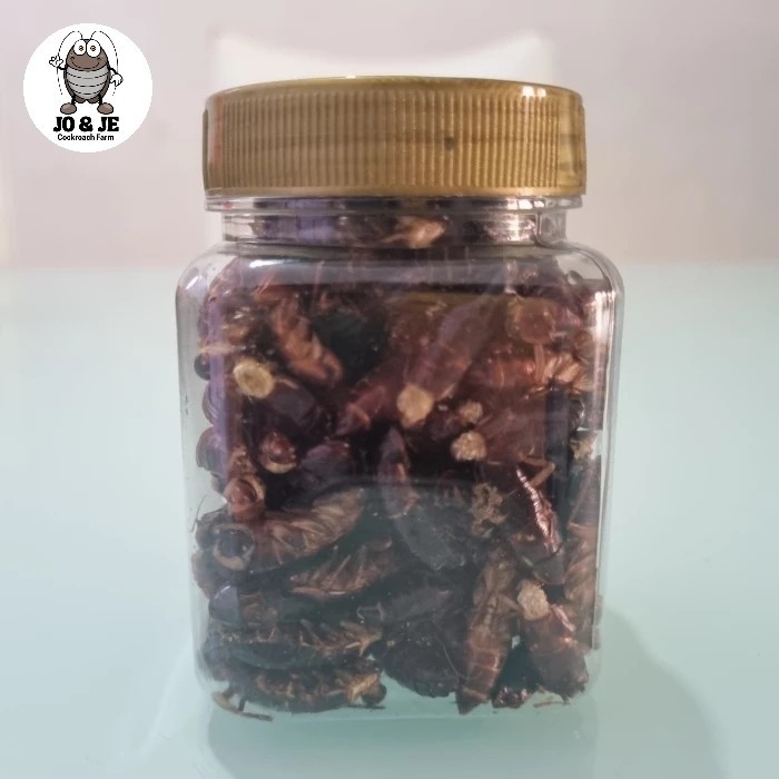 Kecoa turkish kering / Dried - indukkan betina 25 GR