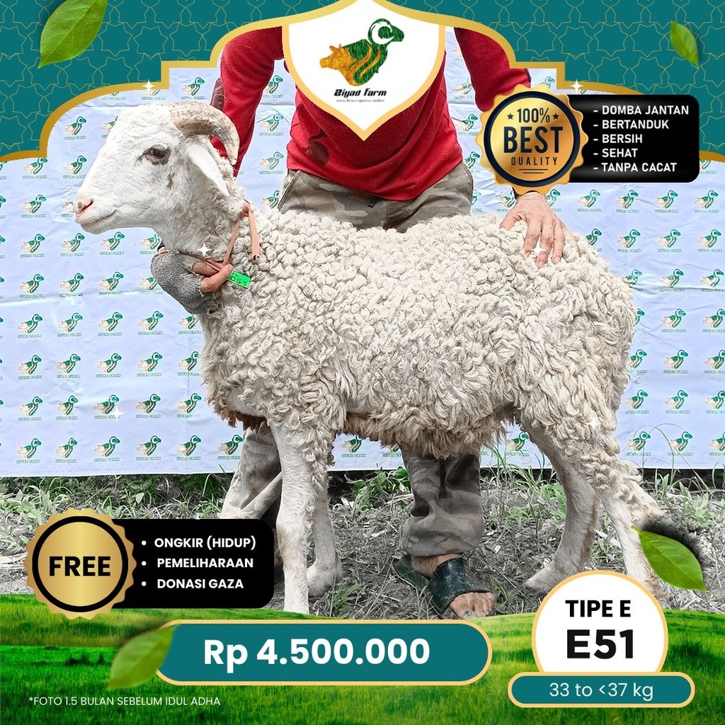 

Domba Qurban, Tipe E - E51 ( 33 sd 37 Kg )