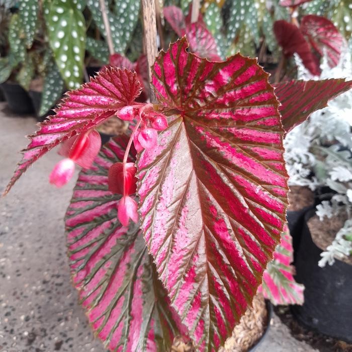 Tanaman Begonia Walet Pink