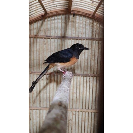 murai medan betina dewasa