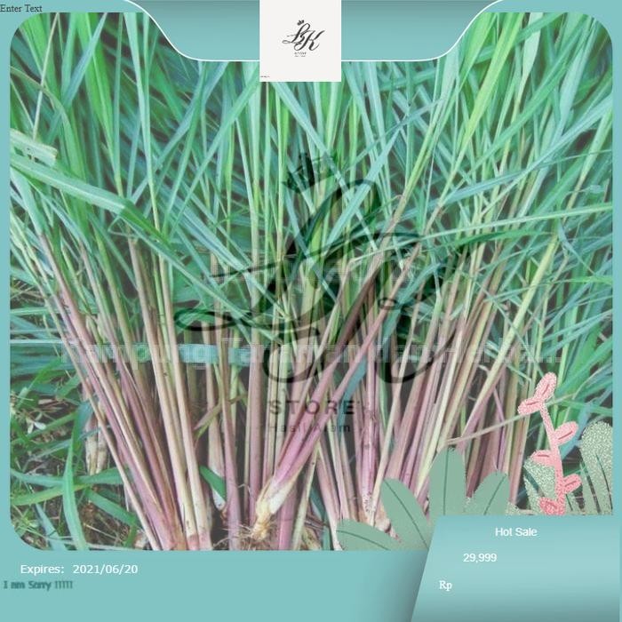 

SEREH WANGI MERAH PER 1Kg Murni LK Store