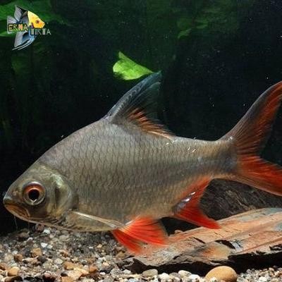 kaviat hijau bangkok 6-8 cm