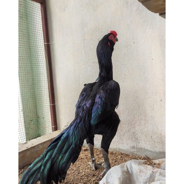 

JUAL TELUR AYAM BANGKOK ASELL PAROT KUMBANG PAKET 4 BUTIR