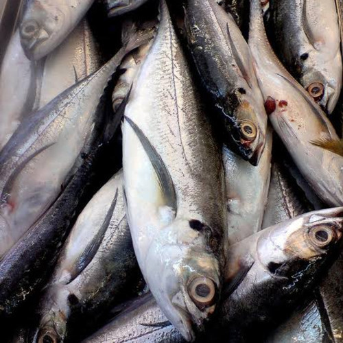 

Ikan Caru Segar 500gr/khusus Medan/Ikan Caru