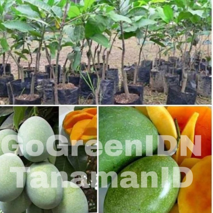 Bibit Tanaman Mangga Manalagi | Mangga Madu Okulasi