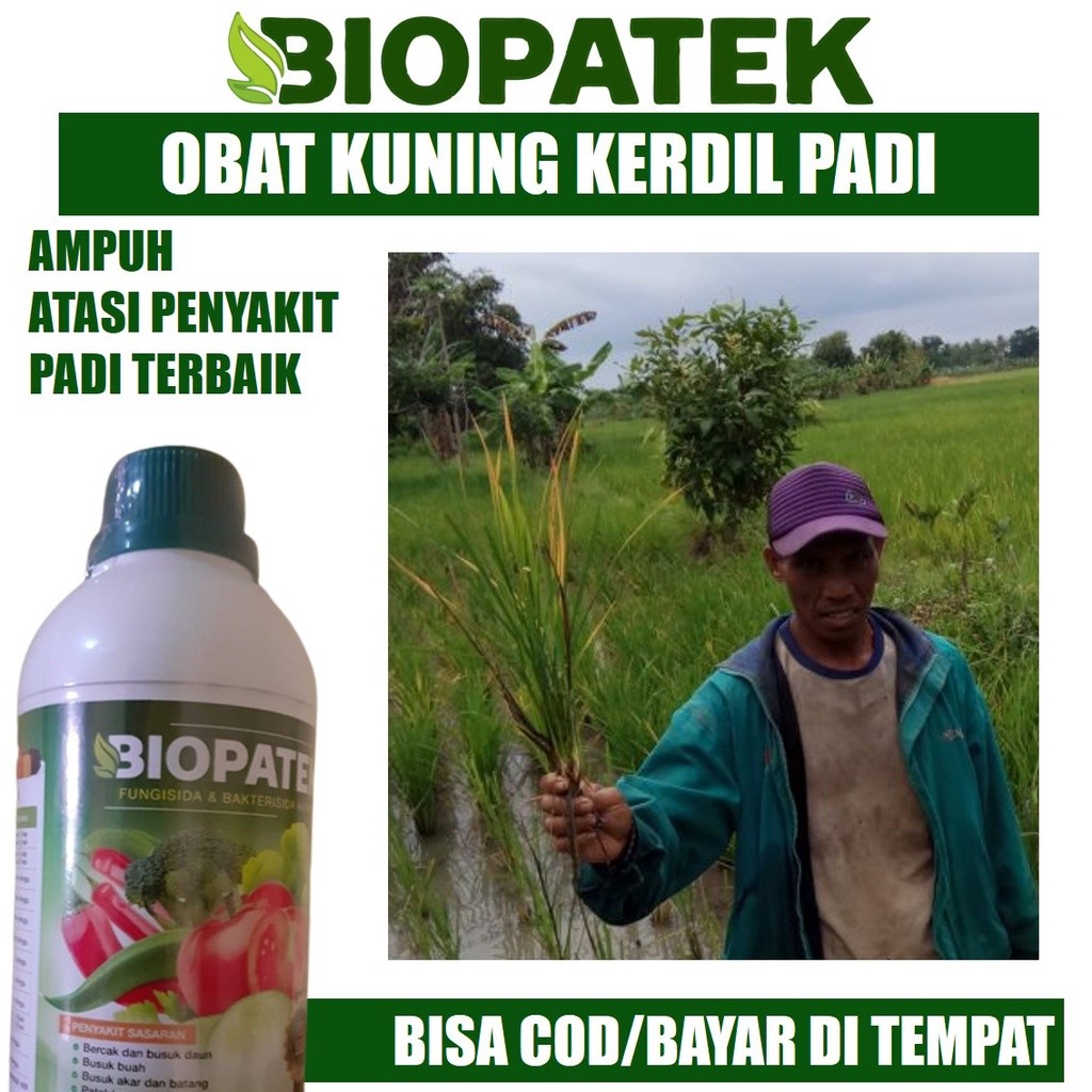 500 ML Biopatek Atasi Kerdil Rumput Hampa Padi Tanpa Isi > Fungisida Terbaik Atasi Padi Pendek Hampa