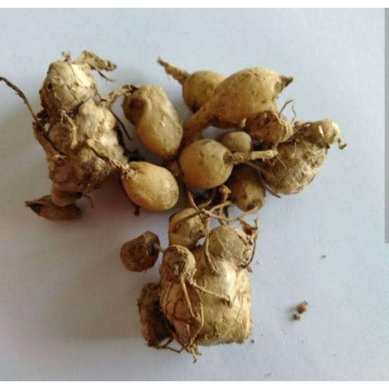 

Kunyit Putih Segar / Temu Putih Segar / Temu Putih Asli Ori ready