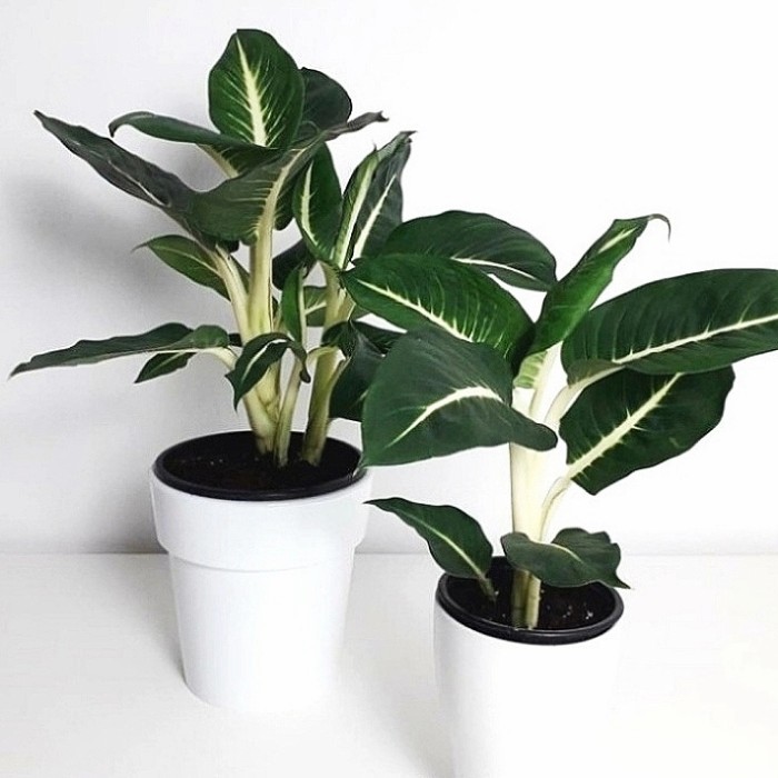 TERMURAH Aglaonema Blanceng Neon / Tanaman Hias Aglonema Blanceng Neon