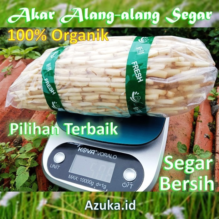 

AKAR ALANG ALANG 500GR kondisi SEGAR Fress 100% Organik fbh