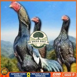 

telur tetas ayam shamo bangkok ori super garansi UD ANEKA BIBIT ID