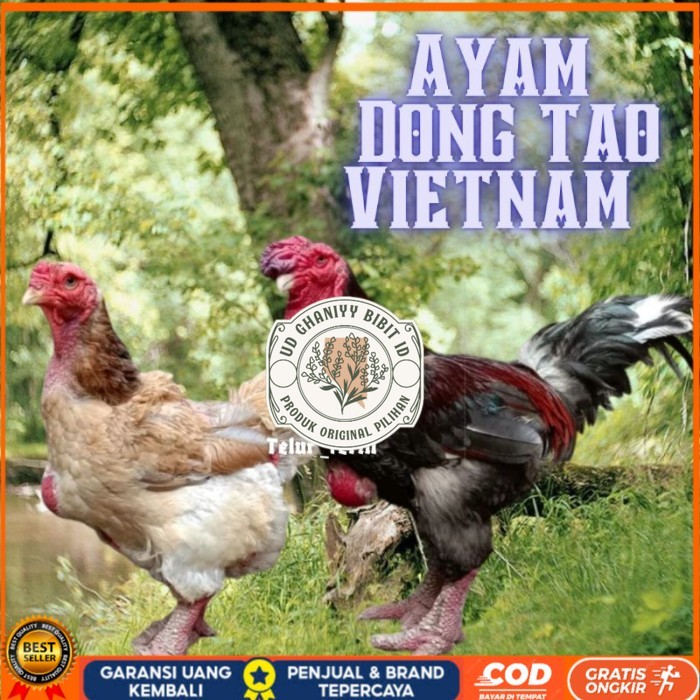 

telur ayam dong tao vietnam ori bisa untuk di tetaskan vertil original berkualitas UD GHANIYY BIBIT ID