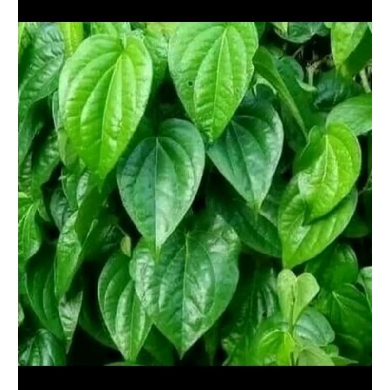 

jual daun sirih obat herbal buat area kemaluan wanita/250g