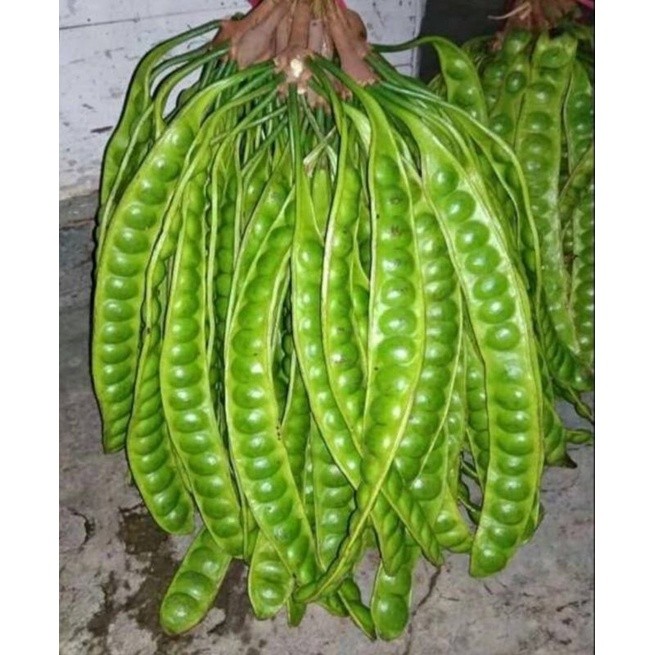 

pete segar /petai segar super gede /termurah per 1 papan super