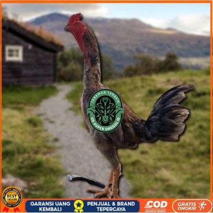 

telur ayam shamo eropa ori petarung juara UD_SUPER_UNGGUL_ID