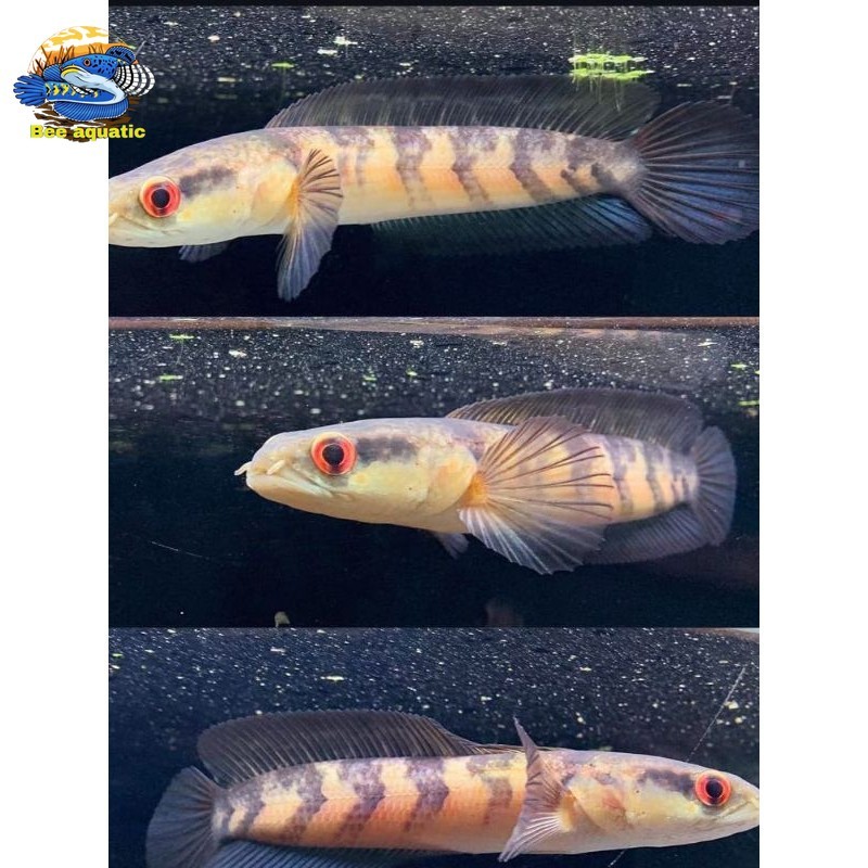 ( COD  ) Maru Red Barito ( Uk 8-10 cm ) red bar sortir keras