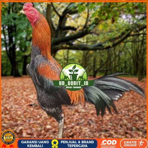 Telur Ayam Pakhoy White King Vertil Siap Di Tetaskan Jaminan Super Oiginal Bergaransi ori UD_GOBIT_I