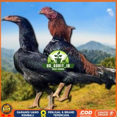 

telur ayam shamo jepang ori aduan bisa untuk di tetaskan UD_GOBIT_ID