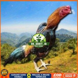 

telur ayam shamo eropa ori bisa untuk di tetaskan super garansi UD_GOBIT_ID