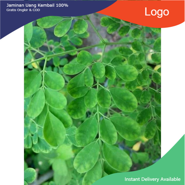 

Promo Daun Kelor Segar(100gram) termurah