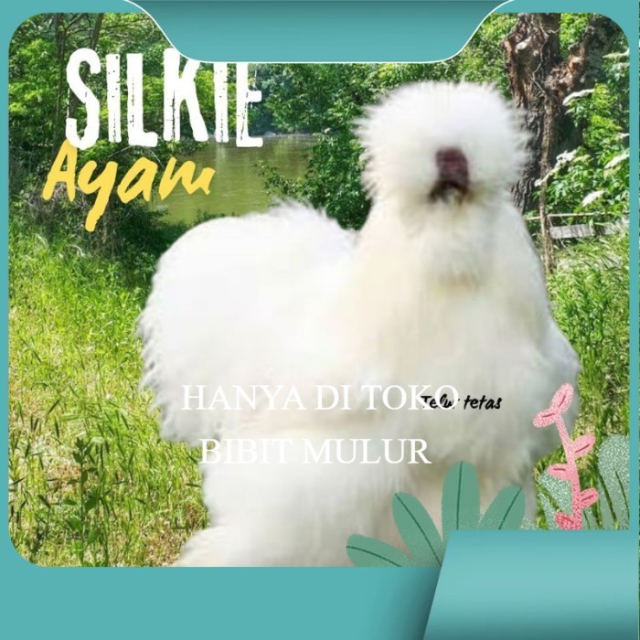 

telur ayam hias silkie original bisa untuk di tetaskan original berkualitas